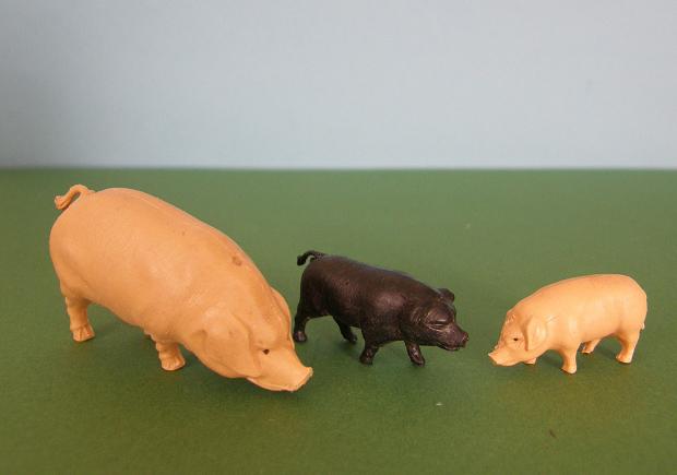 Britains Swine